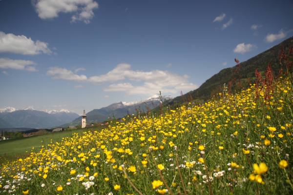 Buttercups on a steep Alpine slope.
