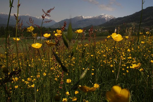 Close up of buttercups.