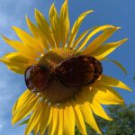 Sunflower head - wearing sunglassses!