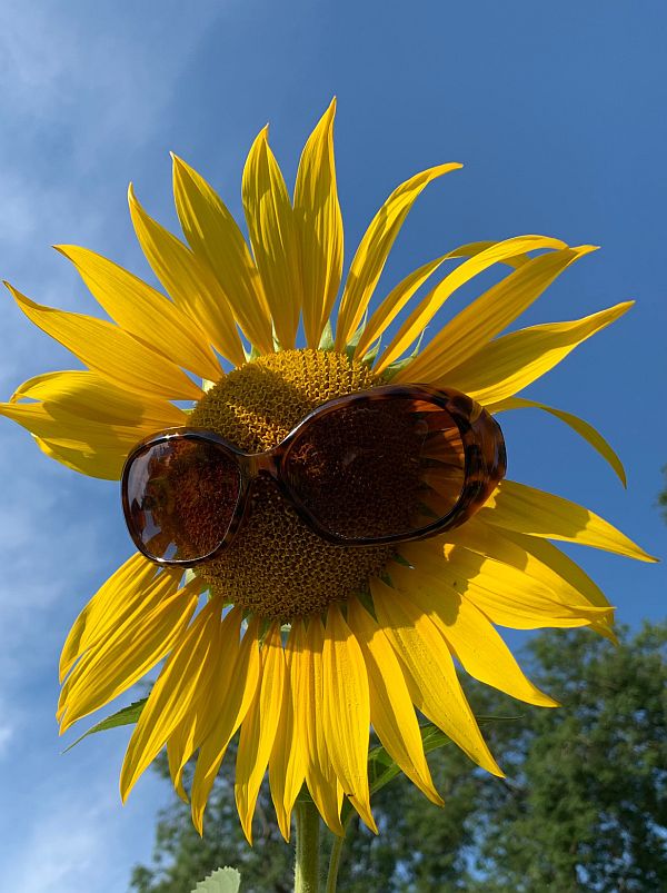 Sunflower head - wearing sunglassses!