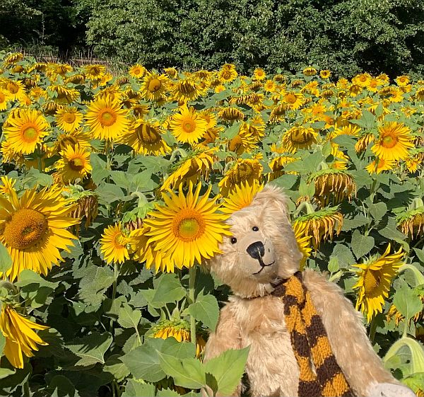 Bertie in the field of Sunflowers.