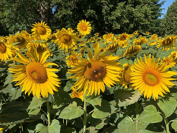 A sea of Sunflowers.