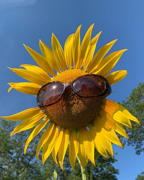 Sunflower head - wearing sunglassses!