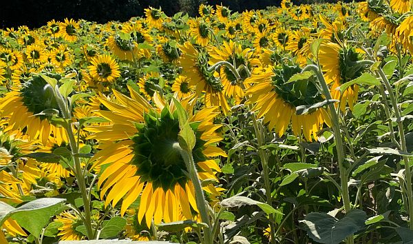 Rear view of the Sunflowers.