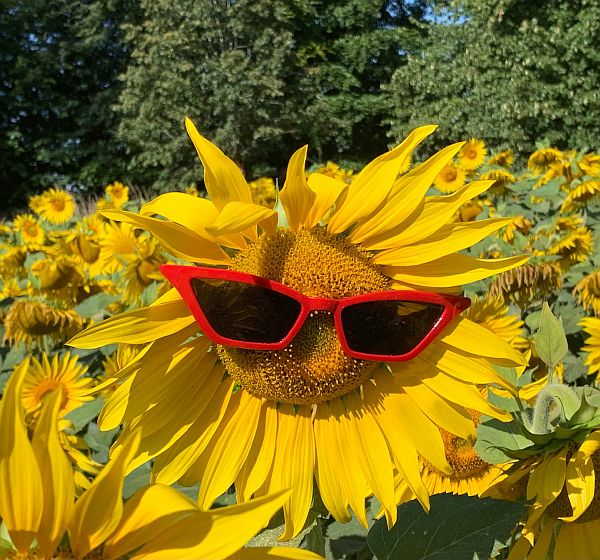 Sunflower head - wearing orange sunglassses!
