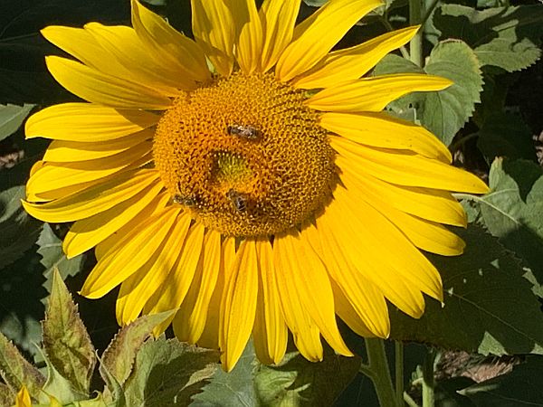 Bees on a Sunflower head.