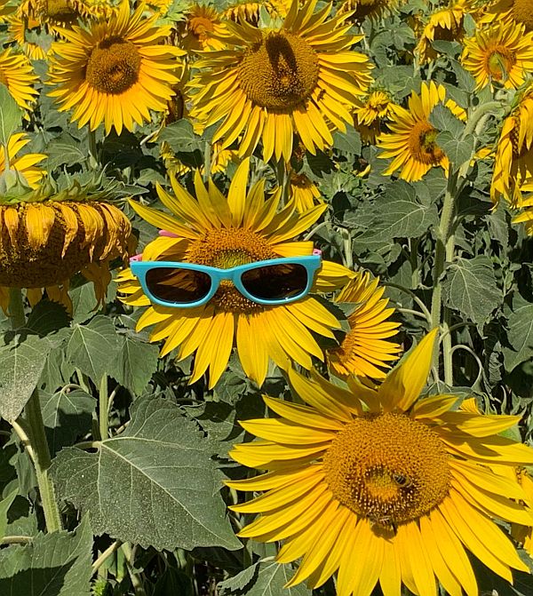 Sunflower head - wearing blue sunglassses!