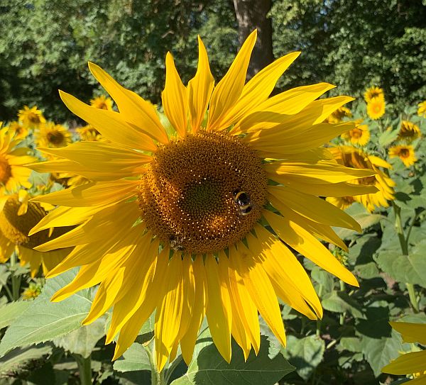 Sunflower head with a Bee on it.