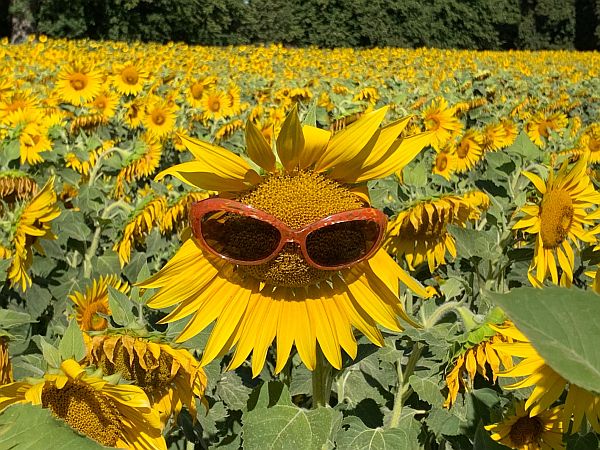Sunflower head - wearing orangey brown sunglassses!