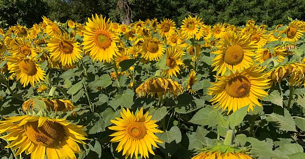 Field of Sunflowers.