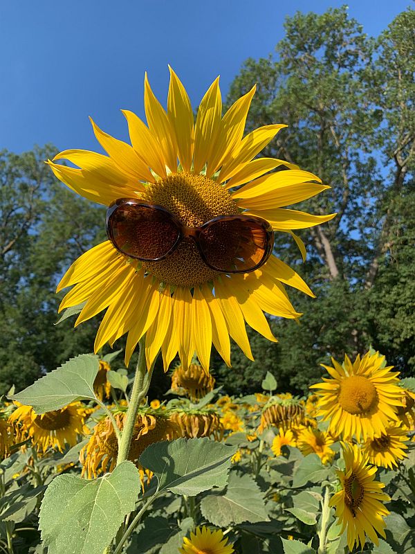 Sunflower head - wearing brown sunglassses!