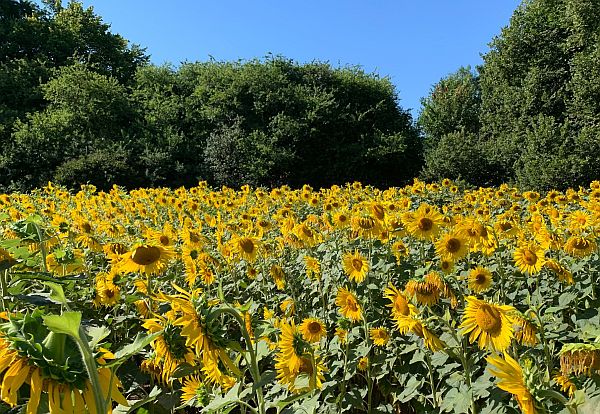 Field of Sunflowers.