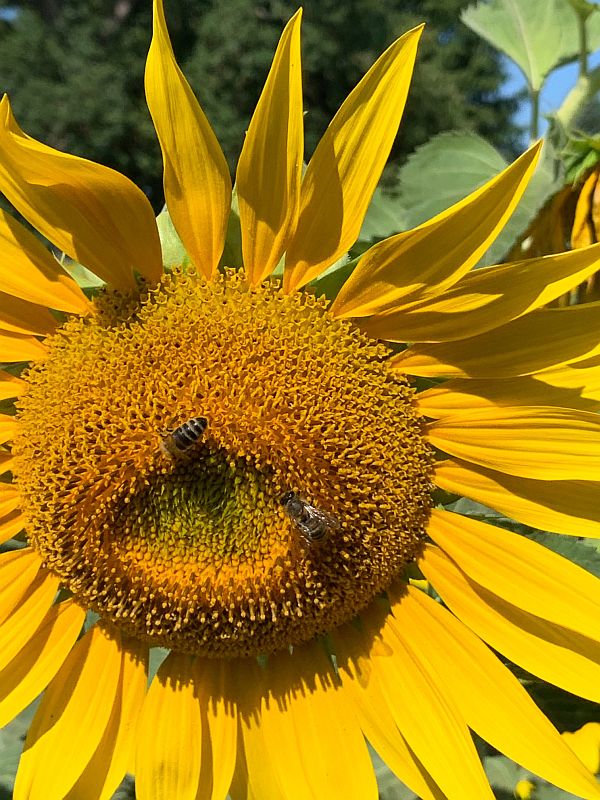 Sunflower head with Bees on.