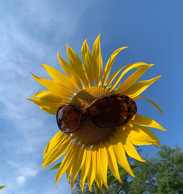 Sunflower head - wearing tortoise-shell sunglassses!