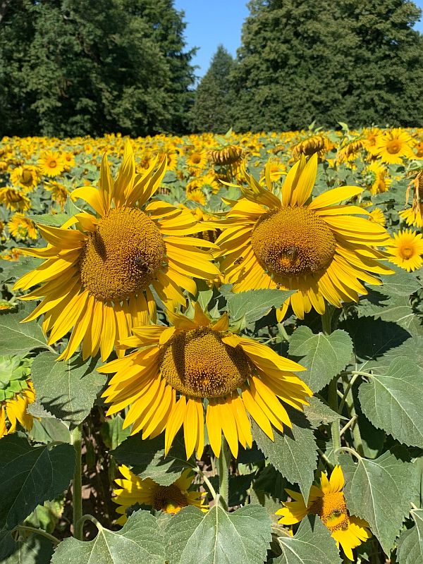 Field of Sunflowers, some with Bees on them.