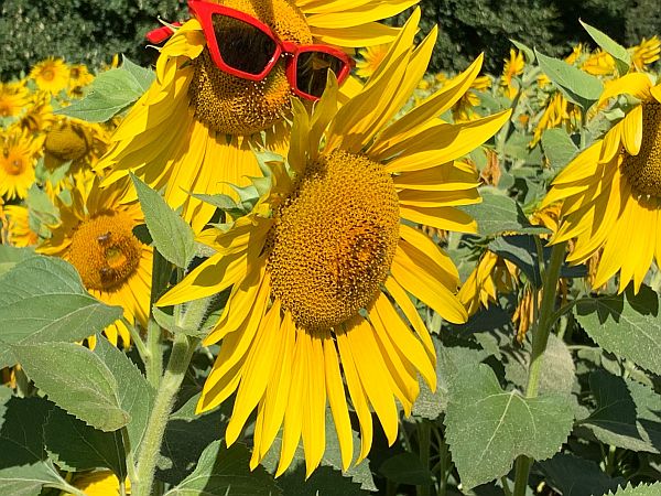 Sunflower head - wearing orange sunglassses!