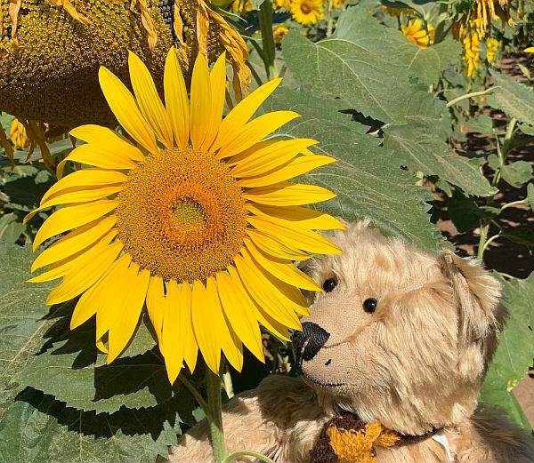 Bertie sat alongside a Sunflower.