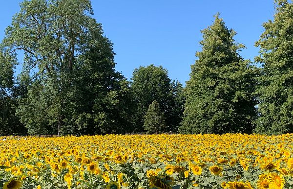 A sea of Sunflowers.