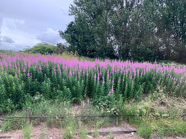 Rosebay Willowherb.