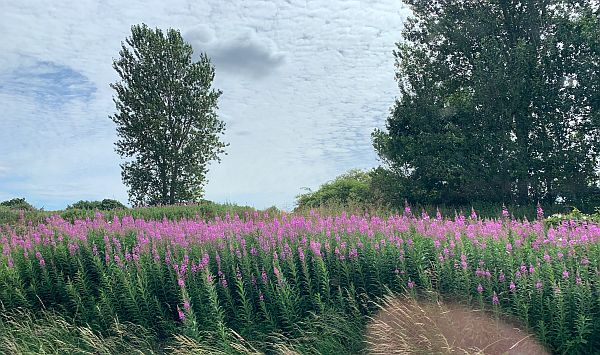 From the train window. Rosebay Willowherb.