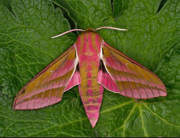 Elephant Hawk-moth.