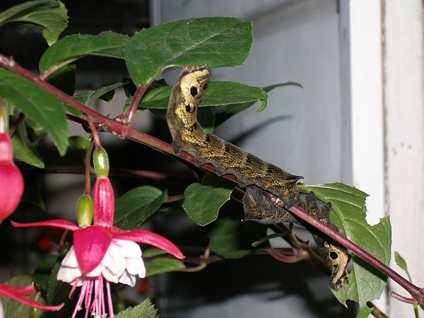 Two Elephant Hawk-moth caterpillars eating Fuschia. ("Swingtime", the Fuchsia variety).