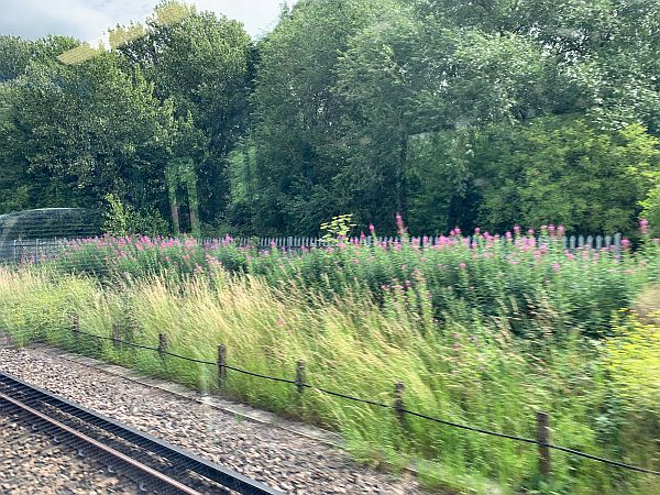 Rosebay Willowherb from the train window.