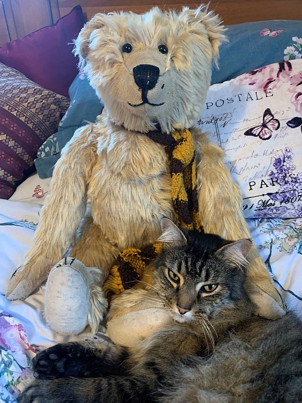 Bertie, wearing his Sutton United scarf, with Pebbles (a tabby cat) curled up at his paws.