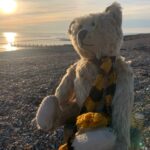 Bertie sat pondering on a stoney beach, wearing his Sutton United scarf.