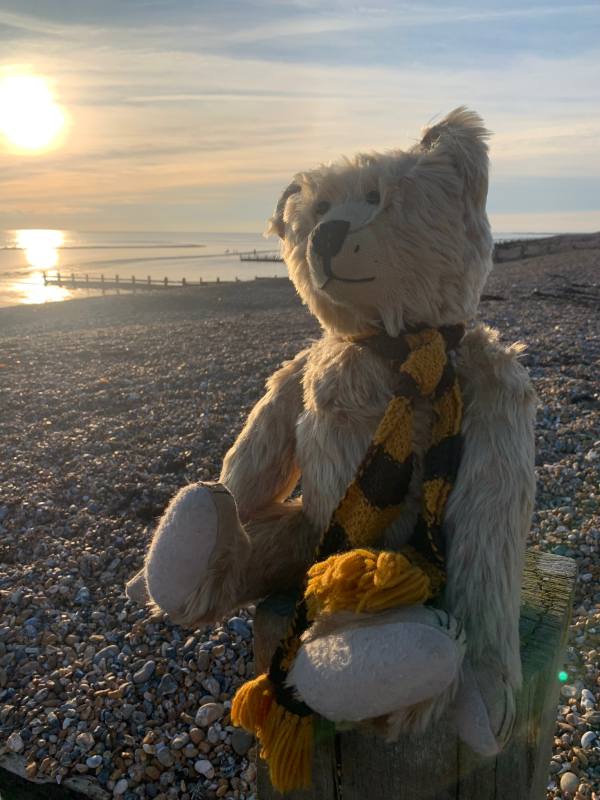 Bertie sat pondering on a stoney beach, wearing his Sutton United scarf.