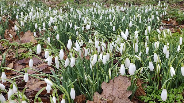 Snowdrops in Kew Gardens.